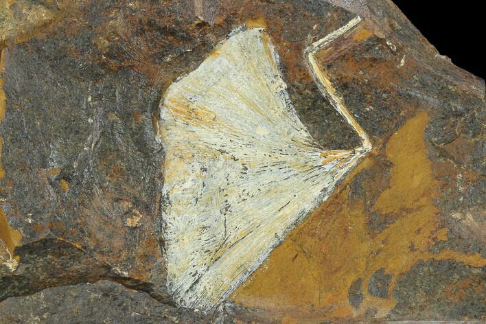Fossil Ginkgo Leaf From North Dakota - Paleocene #130454